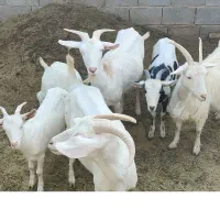 بز سانن