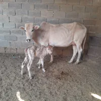 گاو بل گوساله ماده|حیوانات مزرعه|شادگان, |دیوار