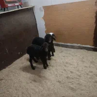 فروش انواع بره شیری