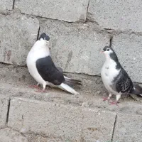 دمگیر دوبحر و دولا