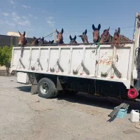 خرید قاطر فروش قاطر|حیوانات مزرعه|لاران, |دیوار