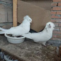 دو جفت کبوتر عروس|پرنده|ارطه, |دیوار