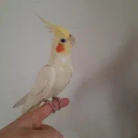 عروس هلندی ماده دستی و چلوندنی