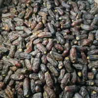 خرمای ریزه شاخونی.زاهدی .خاصویی