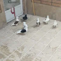 کبوتر|پرنده|کاشان, دشت لتحر|دیوار