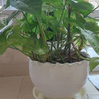 گل طبیعی سینگنیوم|گل و گیاه طبیعی|خمینیشهر, |دیوار