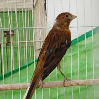 یک جفت قناری دارچینی یا سوخته|پرنده|لنگرود, |دیوار