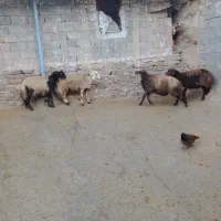 بره نر کشتاری|حیوانات مزرعه|شیروان (لرستان), |دیوار