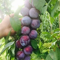 فروش ویژه نهال آلو پفکی