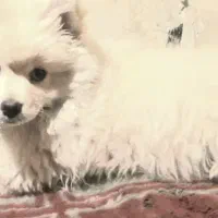 توله سگ پامر|سگ|آفتاب, |دیوار