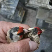 سهره دوماه قفس داغسر