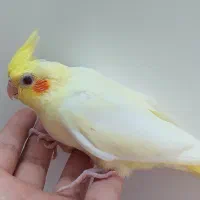 جوجه عروس هلندی سرلاکی