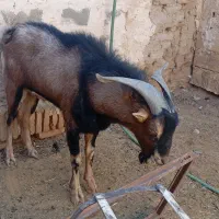 نری پاکستانی و الپاین|حیوانات مزرعه|میبد, |دیوار