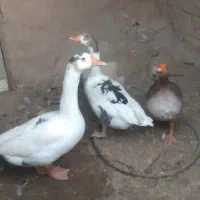 فروش غاز