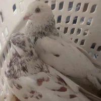 کبوتر|پرنده|شاهرود, |دیوار