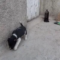 گمشده مژده گانی|حیوانات|تنکمان, |دیوار