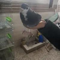 نر زره ای و بدرنگ|پرنده|خمینی‌شهر, |دیوار