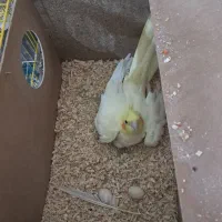 عروس هلندی لوتینودستی|پرنده|شهرکرد, |دیوار