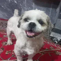 سگ شیتزوفلت نر