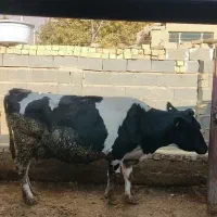 فروش گاوه شیری سمینتال درجه یک|حیوانات مزرعه|کامفیروز, |دیوار