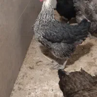 مرغ رسمی اصیل|حیوانات مزرعه|قم, الغدیر|دیوار