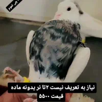 تیپ نقش و پلاکی