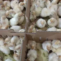 جوجه بوقلمون برنز و بیوتی