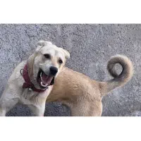 سگ عراقی اصیل و نژاد خالص