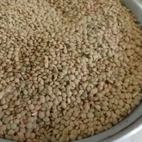 عدس سبز تازه زنجان زود پز