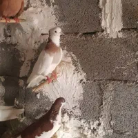 کبوترخوشرنگ نمونه به نمونه|پرنده|بندر کنگان, |دیوار