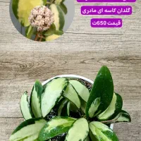 انواع بوته های مادری و خاص هویا Hoya|گل و گیاه طبیعی|لاهیجان, گلستان|دیوار