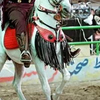 نریان کرد خالص|اسب و تجهیزات اسب‌سواری|تهران, آرژانتین|دیوار