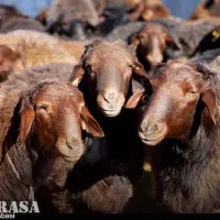 گوسفند زنده به شرط نصفانصف گوشت