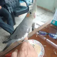 عروس هلندی نر