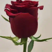 تخوا جیکم گرکه بو درس خوندن اگر جیک اناسن معرفی کن