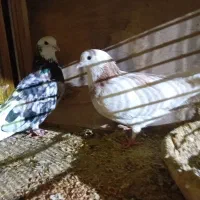 کبوتر تضمینی|پرنده|جوادآباد, |دیوار