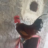 خروس