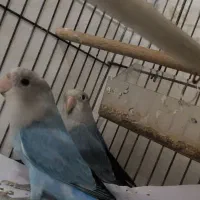 طوطی برزیلی|پرنده|قدس, شهرقدس|دیوار