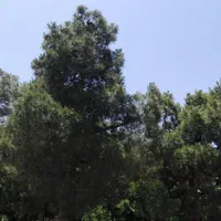 از 100متر تا 1000 هکتار