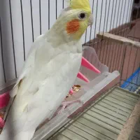 طوطی عروس لوتینو