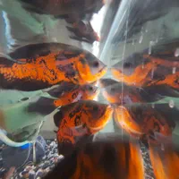 ماهی اسکار سلطنتی رد.حلزون سیب.|ماهی|کاشان, دانش|دیوار