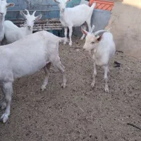 بز سانن|حیوانات مزرعه|بیرجند, |دیوار