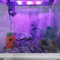 یک عدد اکواریوم با تمام وسیله ها|لوازم جانبی حیوانات|اهواز, کیانشهر|دیوار