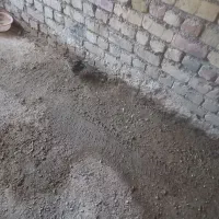 بلدرچین