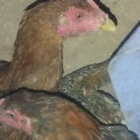 خروس لاری اصیل|حیوانات مزرعه|تربت جام, کشتارگاه|دیوار