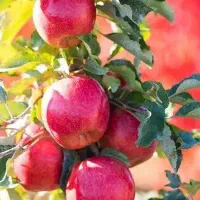 ارائه و تولید نهال سیب قرمز مراغه|خدمات باغبانی و درختکاری|خلخال, |دیوار