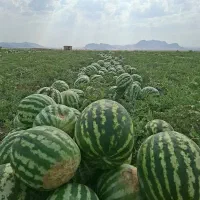 هندوانه سبز