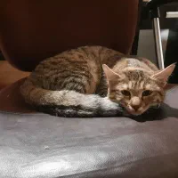 واگذاری گربه DLH|گربه|سنندج, |دیوار