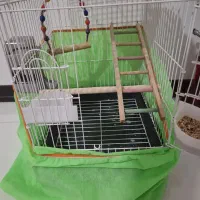 پرنده عروس هلندی|پرنده|کهریزک, |دیوار