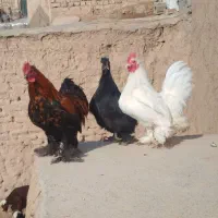 مرغ و خروس کوشین بانتام